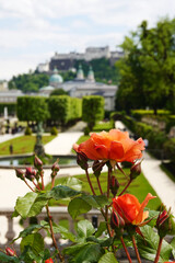 Blossoming roses in  Mirabell garden in Salzburg, Austria
