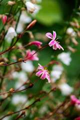 Pink Lewisa - Iceland - Summer