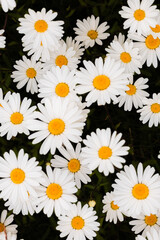 Bellis perennis - daisy flower - Iceland  © Marcel