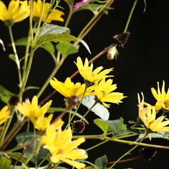 Sunlight Filtering Through a Golden Meadow