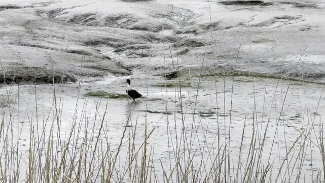 A lone duck walks across mudflats at low tide