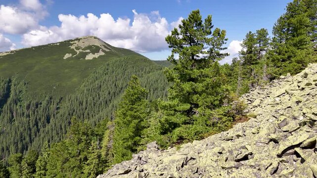 Pinus cembra mountain forests. Mountain forest ecosystems of the Carpathians, Gorgan region. Natural relict Swiss stone pine (Pinus cembra) forest in the Carpathian, Gorgan reserve, Ukraine.