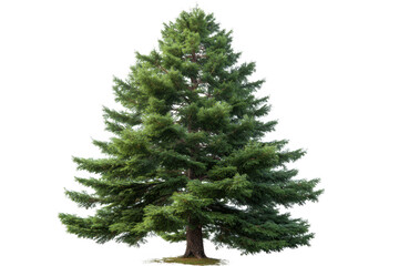 A lush green pine tree isolated on transparent background