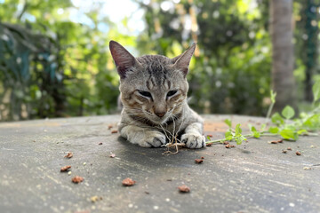 The cat is enjoying the acalypha indica plant