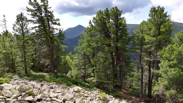 Pinus cembra mountain forests. Mountain forest ecosystems of the Carpathians, Gorgan region. Natural relict Swiss stone pine (Pinus cembra) forest in the Carpathian, Gorgan reserve, Ukraine.