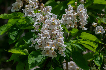 Catalpa bignonioides indian-bean-tree medium sized deciduous ornamental flowering tree, branches with white flowers in bloom