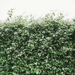 Dense green bush with small white flowers and light background leaves flowering