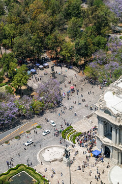 Jacaranda Trees and Public Park in Mexico City