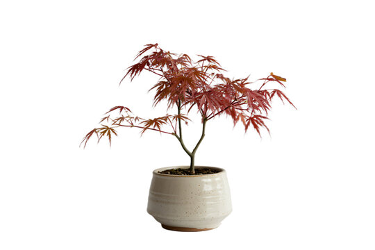 Close up of a small japanese maple tree in a white ceramic pot on black background - Powered by Adobe
