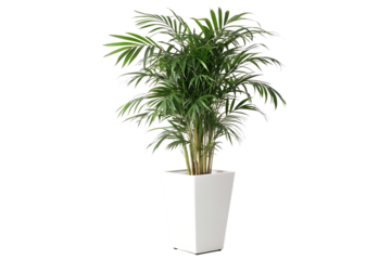 Isolated areca palm plant in a white square pot against a black background