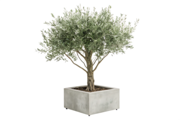 A potted olive tree with green leaves in a square concrete planter isolated