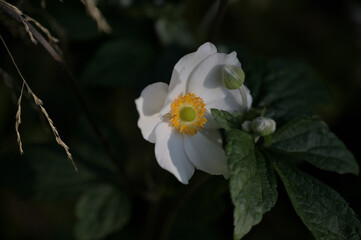 Decorative, wild flowers. Bee, bumblebee collecting nectar close-up. Cherry blossom, in spring,on the bank of the Vistula.Railway bridge across the Vistula in the light,Watercolor,nature,garden,Warsaw