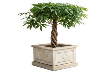 A potted money tree with a twisted trunk in a square decorative planter pot