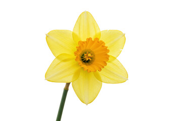 A bright yellow daffodil flower with an orange center stands against a solid dark backdrop alone and isolated on transparent background