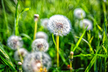 Airy dandelion bokeh bubbles