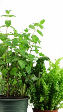 Extreme close-up of a vibrant, dew-kissed green basil leaf, then a slow vertical pan revealing lush mint, swiss chard, and a fern against a soft white bokeh background, concept of natural growth and