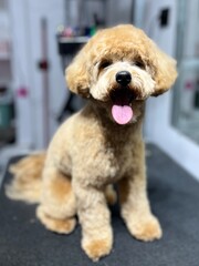 cute brown maltipoo dog sitting on grooming table against mirror background. grooming. pet care. copy space