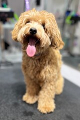 close up of brown maltipoo dog sitting on grooming table before haircut . grooming . pet care