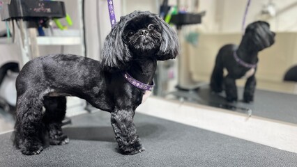 cute black shih tzu dog with blue stands on grooming table after haircut and bathing against mirror background. pet care. grooming salon
