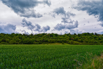 Large green field, hill with trees, clouds