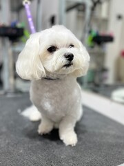 cute white maltese dog sitting on grooming table after haircut and bath with short summer puppy haircut in grooming salon. pet care