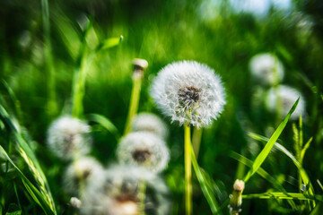 Slender airy dandelion close up