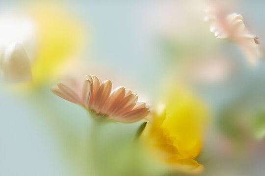Gerbera and tulips seen through diffused film