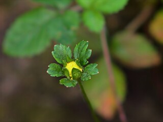Indische Scheinerdbeere - Lateinisch Potentilla indica (Andrews) Th.Wolf - Aus der Familie der Rosaceae

