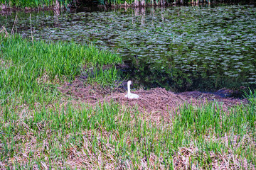 Swan in the bay in the pond