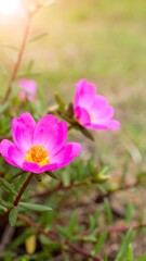 Fototapeta premium Pink flowers in sunlight