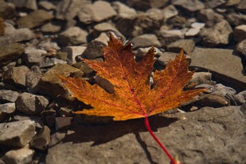 Maple Leaf Floating on the Water