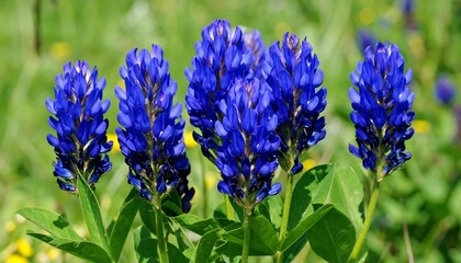 Vibrant cluster of blue wildflowers