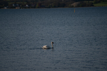 Schwan schwimmt auf der Ostsee im Meer
