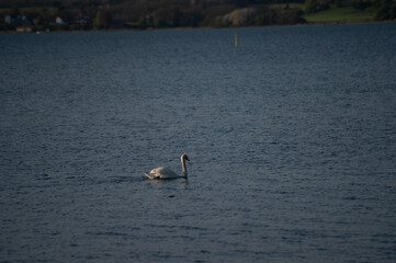 Schwan schwimmt auf der Ostsee im Meer 2