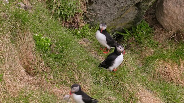 Puffins on grass in northern Iceland.
