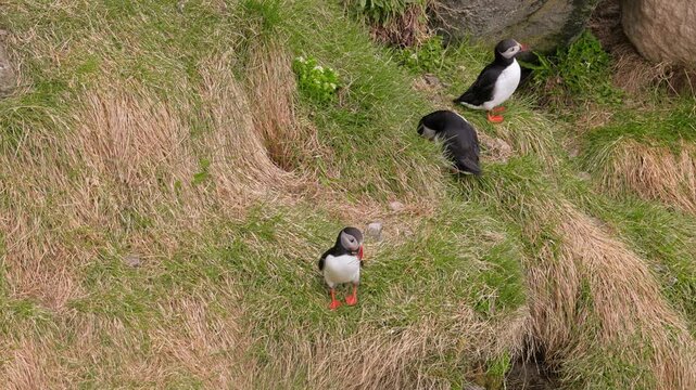 Puffins on grass in northern Iceland.