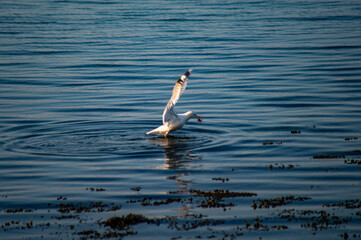 Möwe in der Ostsee am Meer im Sommer 2