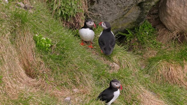 Puffins on grass in northern Iceland.
