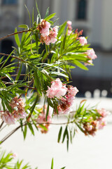Pink Flowers with Green Leaves