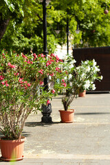 Potted Flowers in City Square