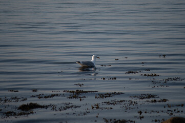 Möwe in der Ostsee am Meer im Sommer 5