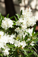 White blossoms in sunlight