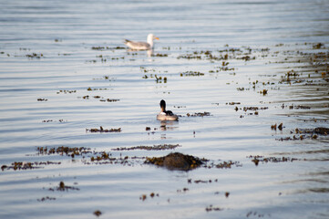 Fototapeta premium Ente in der Ostsee am Meer im Sommer 8