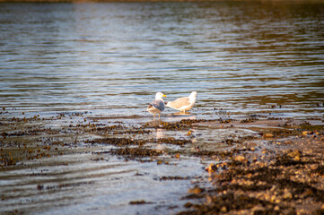 Möwe in der Ostsee am Meer im Sommer 10