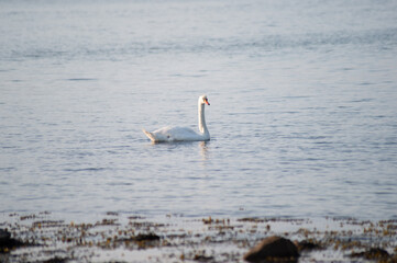 Schwan schwimmt auf der Ostsee im Meer 3
