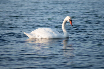 Schwan schwimmt auf der Ostsee im Meer 6