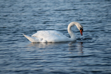 Schwan schwimmt auf der Ostsee im Meer 9