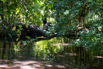 Serene Waterside Scene Lush Foliage and Reflections
