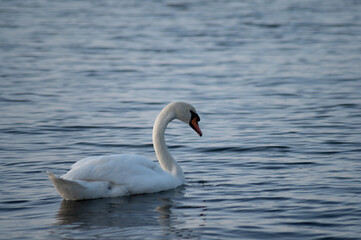 Schwan schwimmt auf der Ostsee im Meer 11
