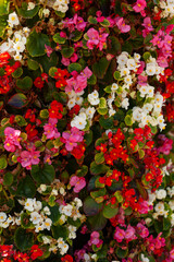 Colorful Flowering Background